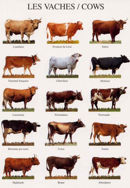 différents design de vaches